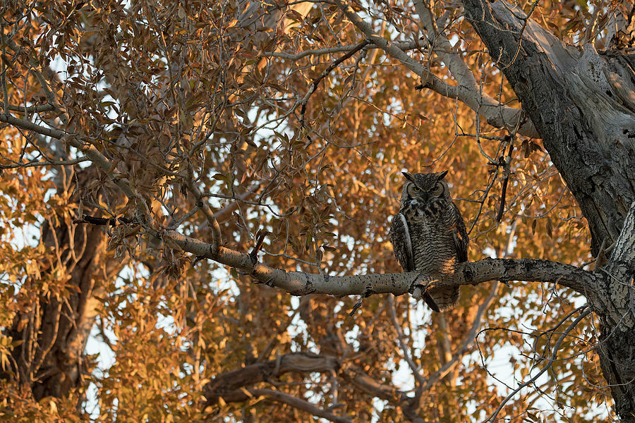 Great Horned Owl in Autumn Sunrise Photograph by Patrick Nowotny
