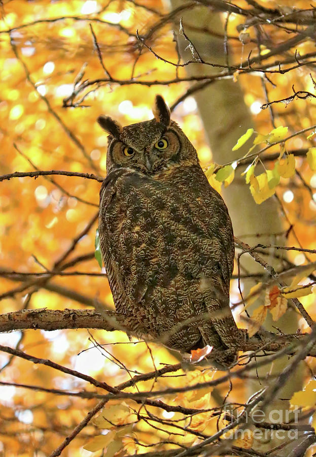 Owl Photograph - Great Horned Owl in Autumn Tree by Carol Groenen