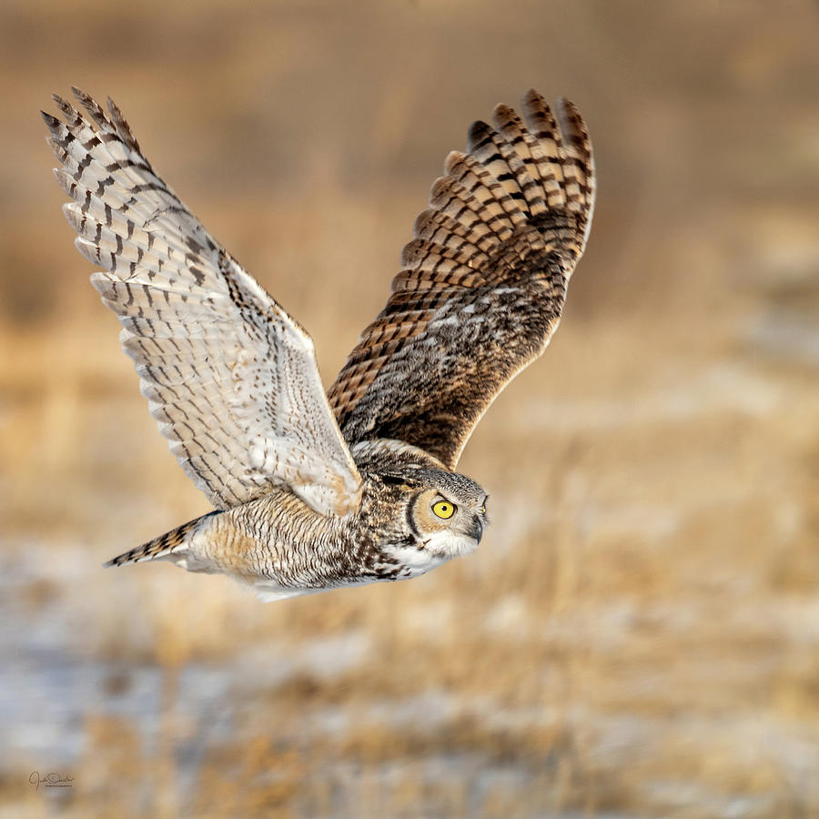 Great Horned Owl In Flight Photograph