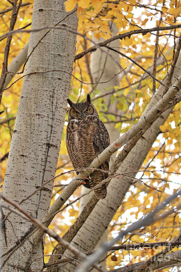 Great Horned Owl in Poplar Tree Photograph by Carol Groenen