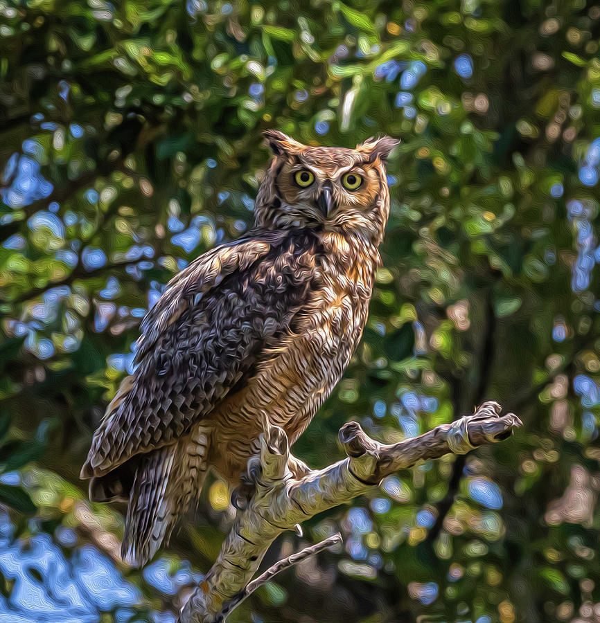 Great Horned Owl - In The Open - Faux Oil Texture Photograph by HIS ...