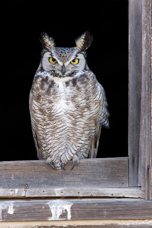 Great Horned Owl Photograph by James Zipp