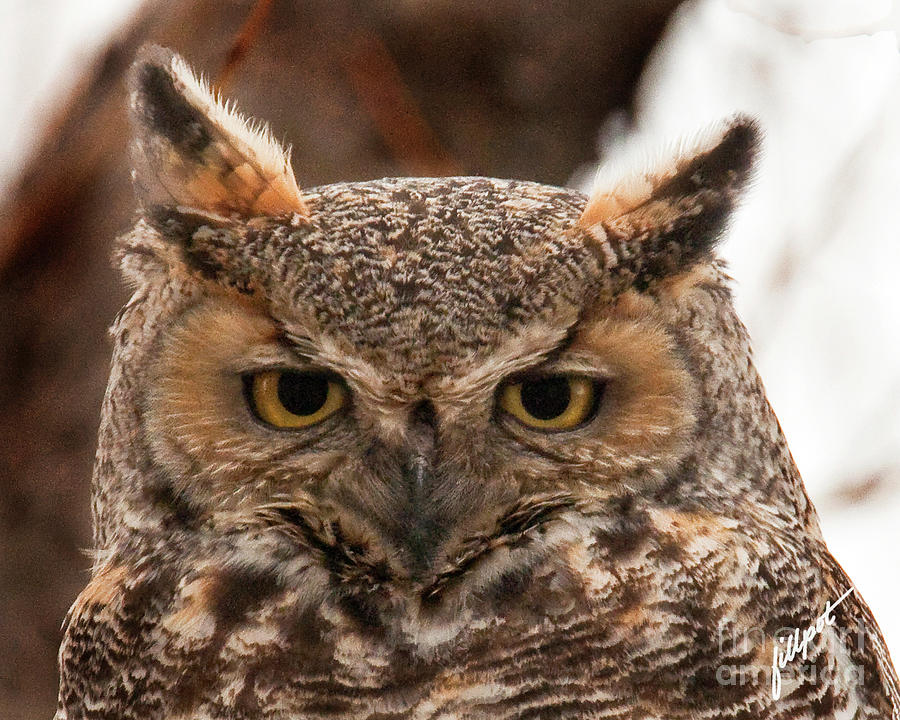 Great Horned Owl Photograph - Great Horned Owl by Bon and Jim Fillpot