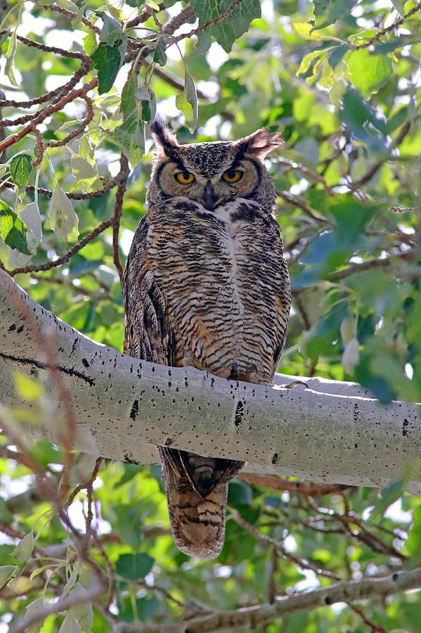 Great Horned Owl Photograph by Joseph Siebert | Fine Art America