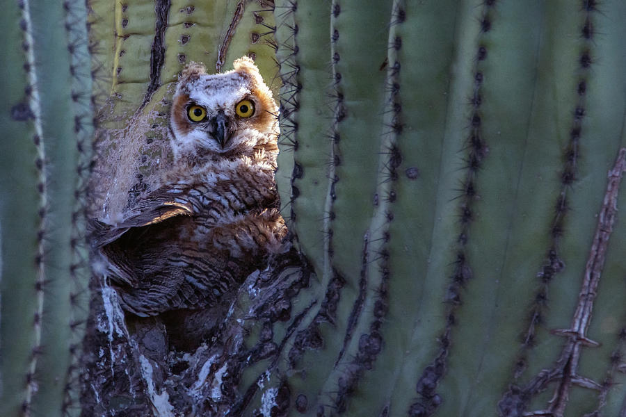 Great Horned Owl Juvenile 7950-042419 Photograph by Tam Ryan