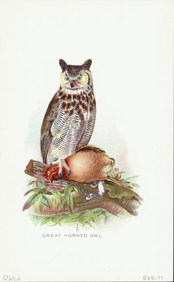 Great Horned Owl Photograph by Kean Collection