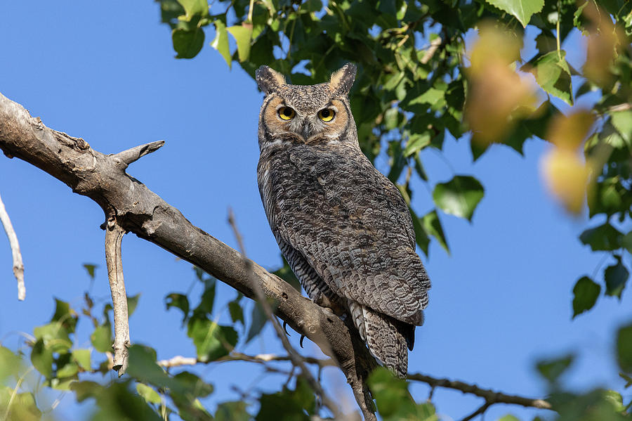 Great Horned Owl Keeping a Morning Watch Photograph by Tony Hake