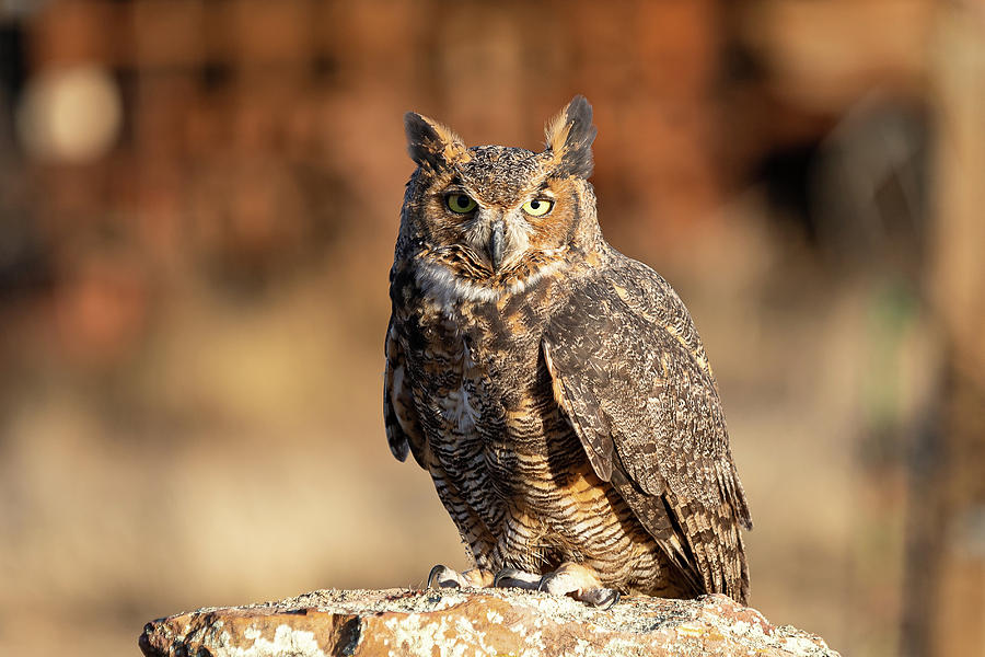Great Horned Owl Keeping Watch From a Rock Photograph by Tony Hake
