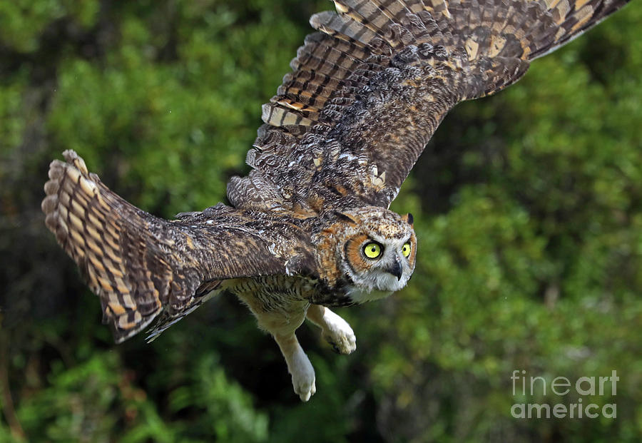 Great Horned Owl Freedom Flight Photograph by Larry Nieland