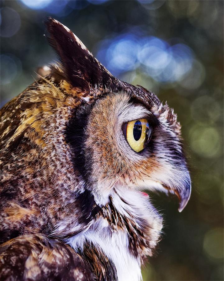 Great Horned Profile Photograph by KJ Swan