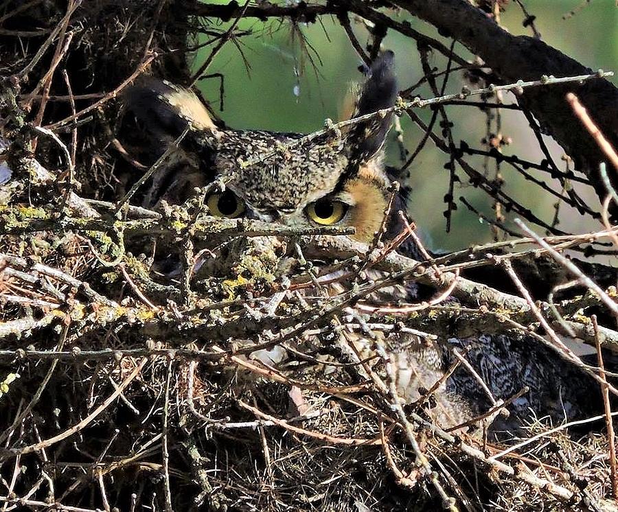 Great Horned Owl Nesting Photograph by Holly Gorst - Fine Art America