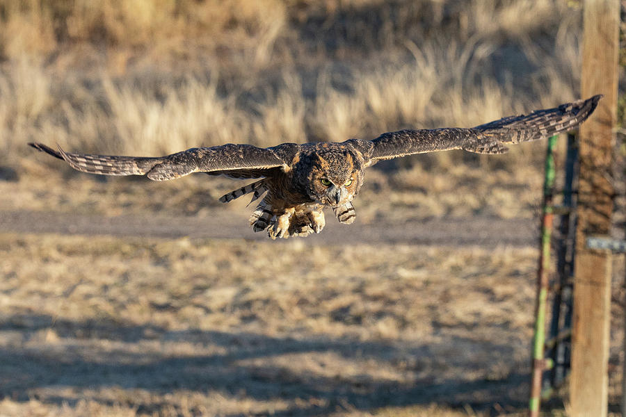 Great Horned Owl on Approach to Landing Photograph by Tony Hake