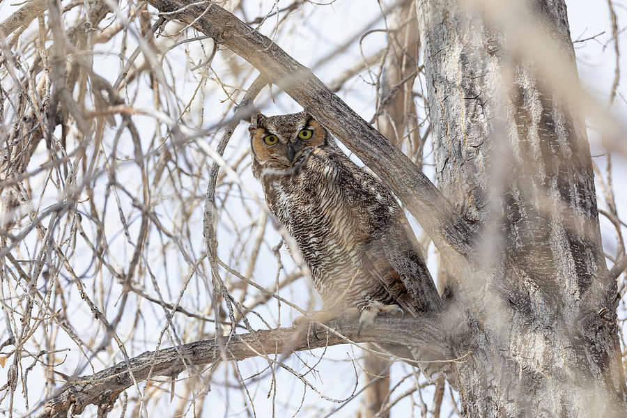 Great Horned Owl on the Lookout Photograph by Tony Hake