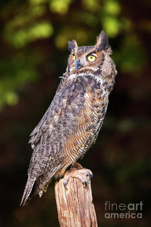 Great Horned Owl On Watch Photograph by Sharon McConnell