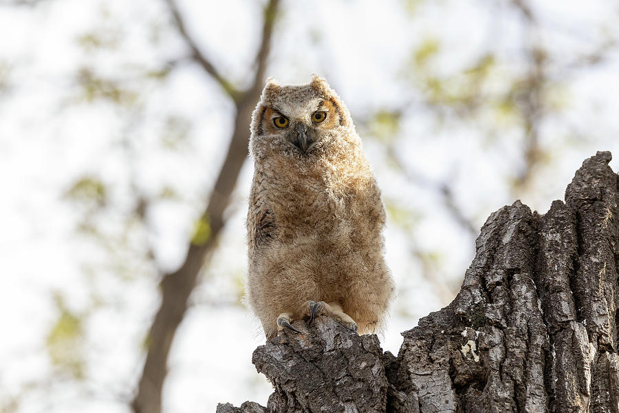 Great Horned Owl Owlet in the Evening Light Photograph by Tony Hake