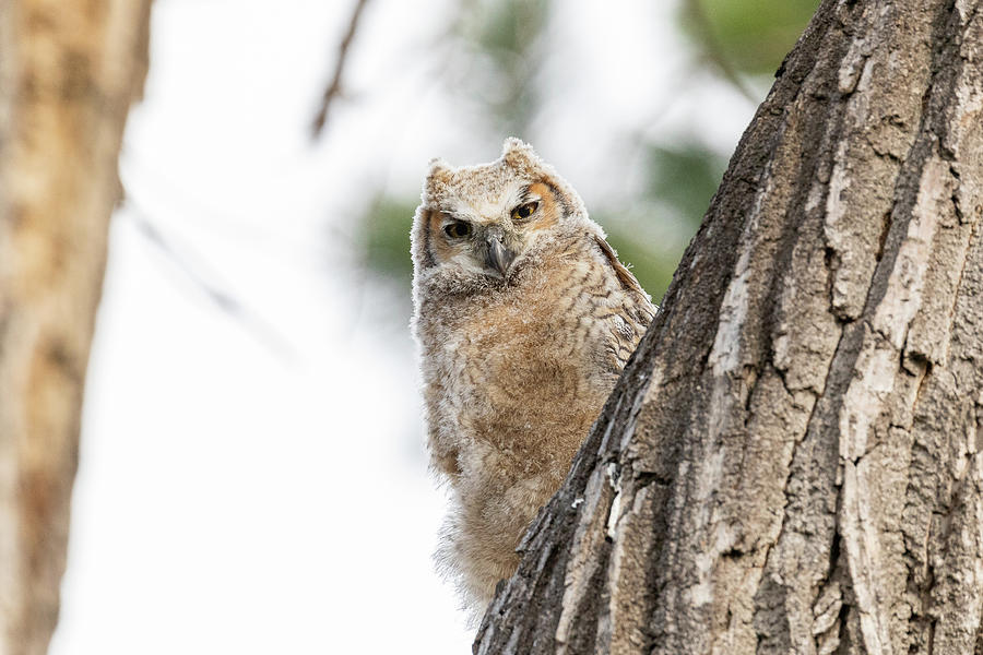 Great Horned Owl Owlet Peeks Around the Corner Photograph by Tony Hake