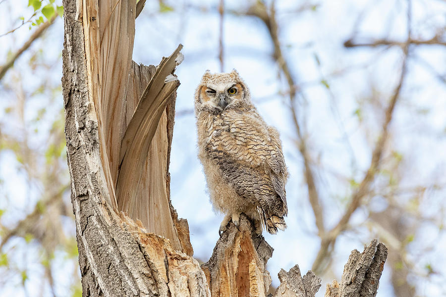 Great Horned Owl Owlet Stands Tall Photograph by Tony Hake