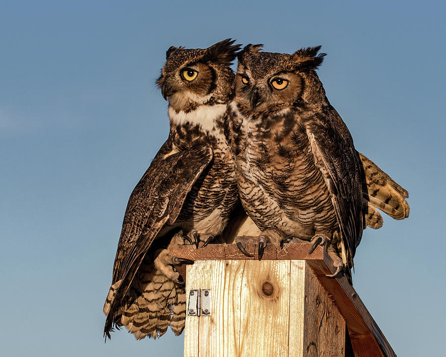 Great Horned Owl Pair Photograph by Dawn Key