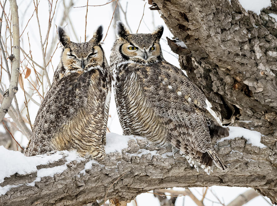 Great Horned Owl Pair Photograph by Peter Ismert