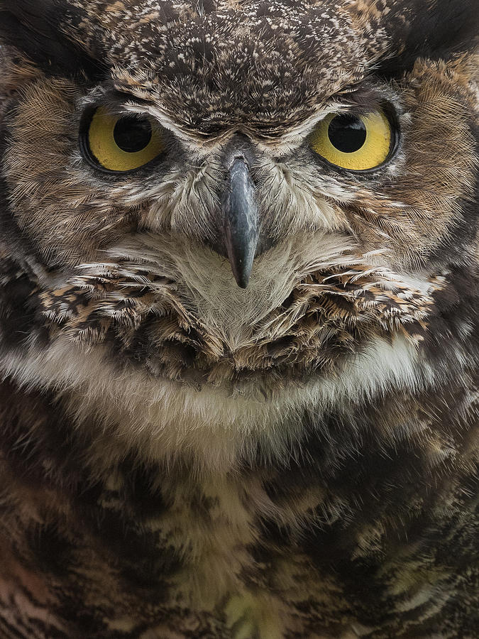 Owl Photograph - Great Horned Owl by Patrick Dessureault