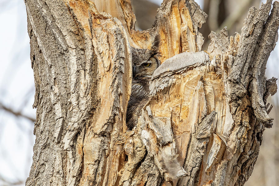 Great Horned Owl Peers Out from its Nest Photograph by Tony Hake