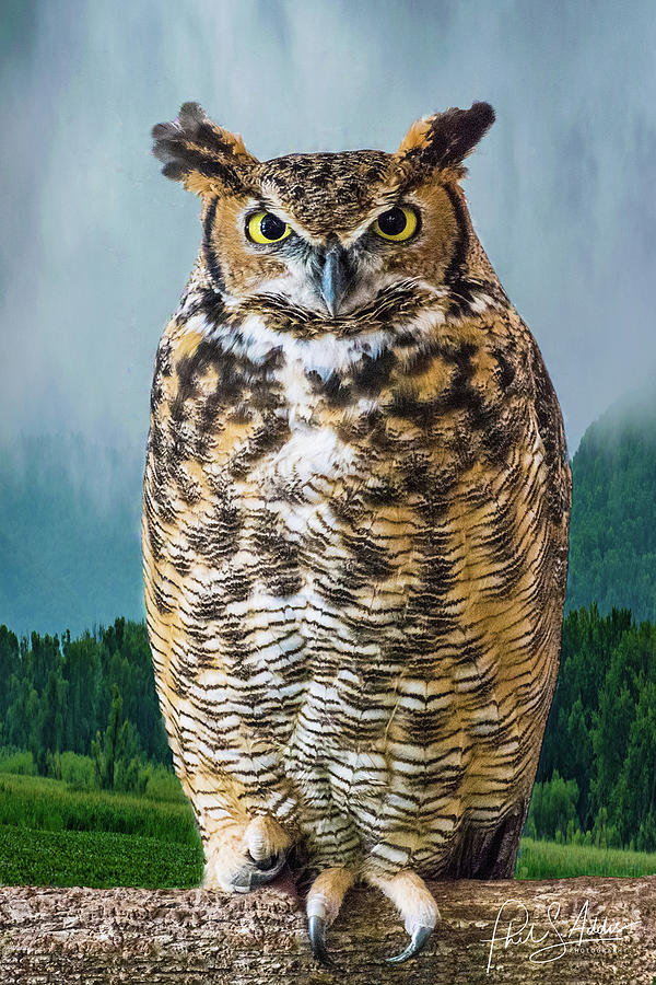 Great Horned Owl Photograph by Phil S Addis