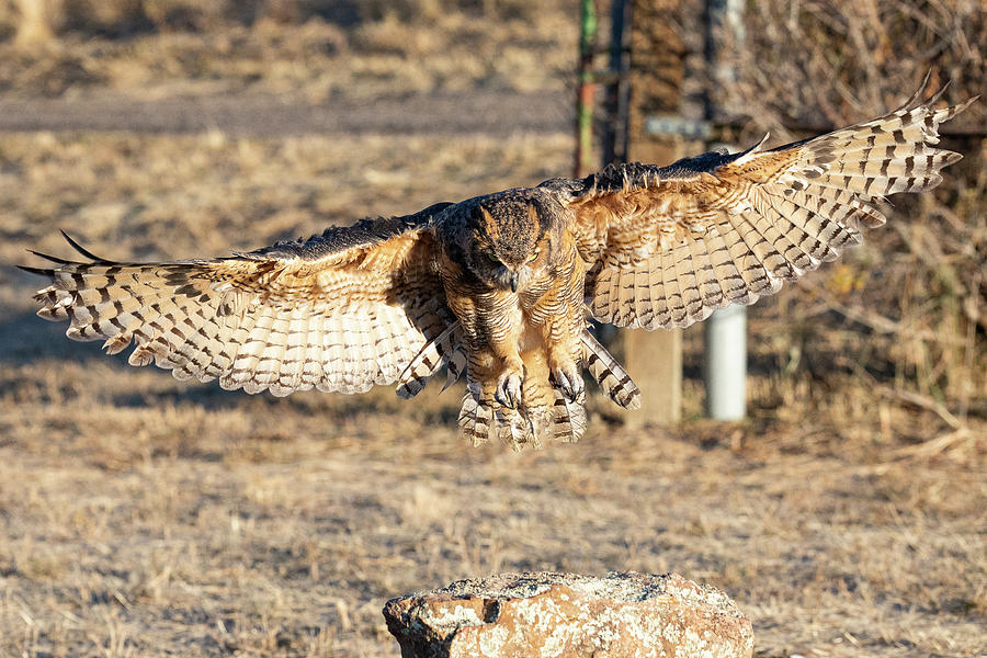 Great Horned Owl Prepares for Landing Photograph by Tony Hake
