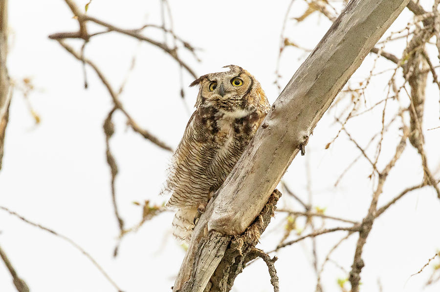 Great Horned Owl Rides Out the Wind Photograph by Tony Hake