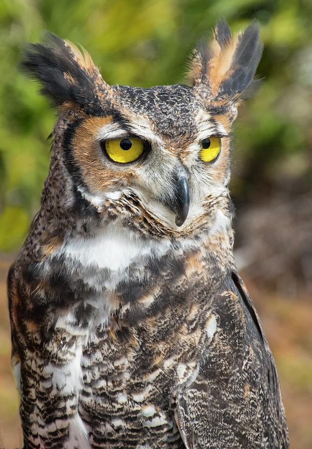 Bird Photograph - Great Horned Owl by Robert Michaud