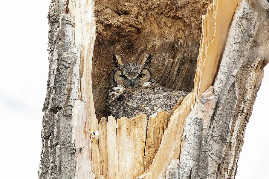 Great Horned Owl Sitting in Her Home Photograph by Tony Hake