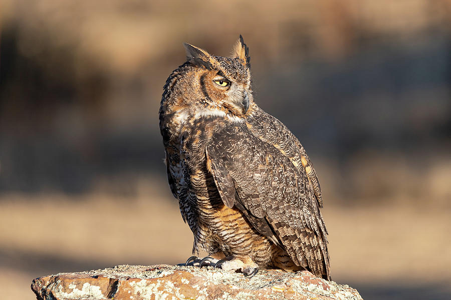 Great Horned Owl Soaks in the Morning Sun Photograph by Tony Hake