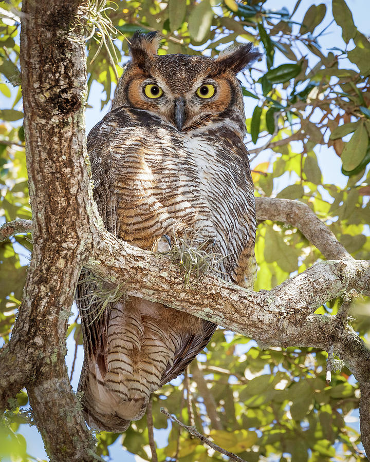 Great Horned Owl stare Photograph by Joe Myeress