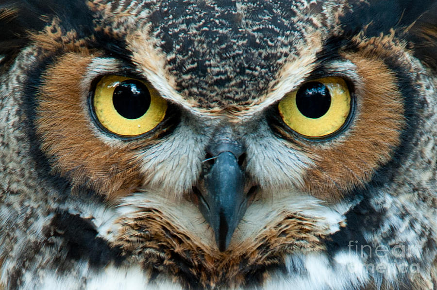 Great Horned Owl Staring With Golden Photograph by Jadimages - Pixels