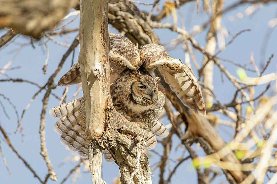 Great Horned Owl Stretches Her Wings Photograph by Tony Hake