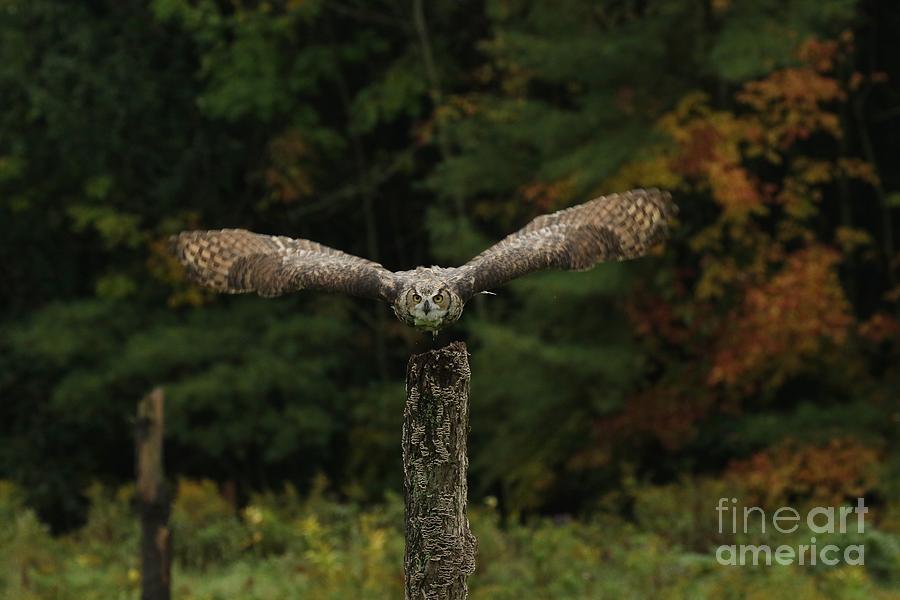 Great Horned Owl Take Off Photograph by Heather King