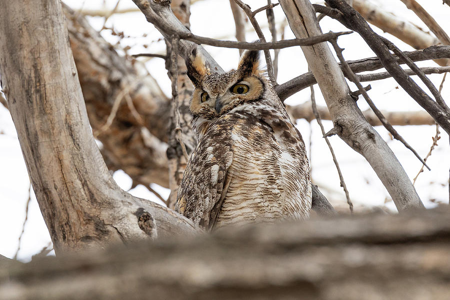 Great Horned Owl Watches a Threat Photograph by Tony Hake