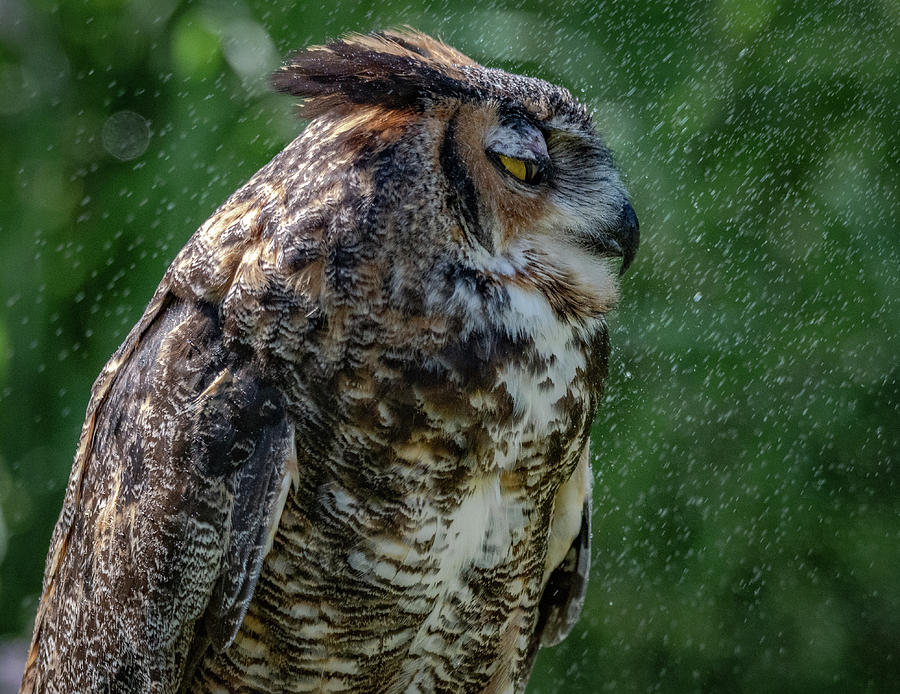 Great Horned Owl with spray Photograph by Hershey Art Images