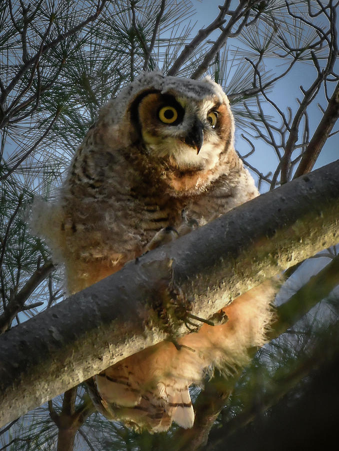 Great Horned Owlet Photograph by Hershey Art Images