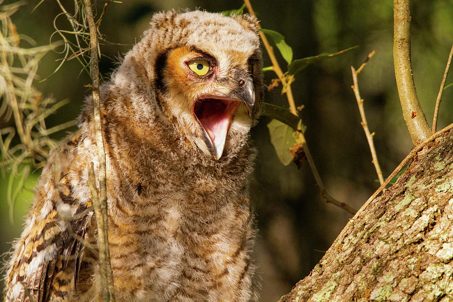 Great Horned Owlets 15 Photograph By Andres Pena | Fine Art America