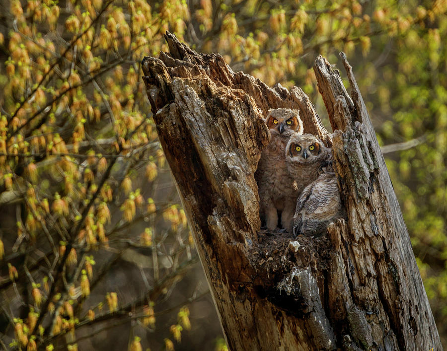 Great Horned Owlets 2 Photograph by Galloimages Online
