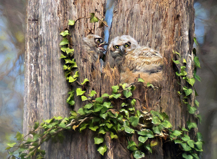 Great Horned Owlets Photograph by Art Cole
