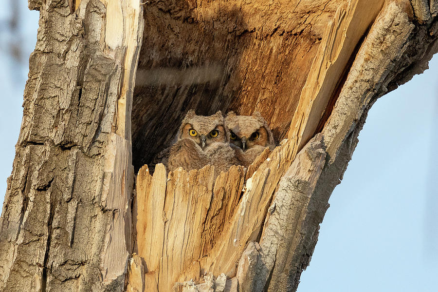 Great Horned Owlets Cast a Wary Eye Photograph by Tony Hake
