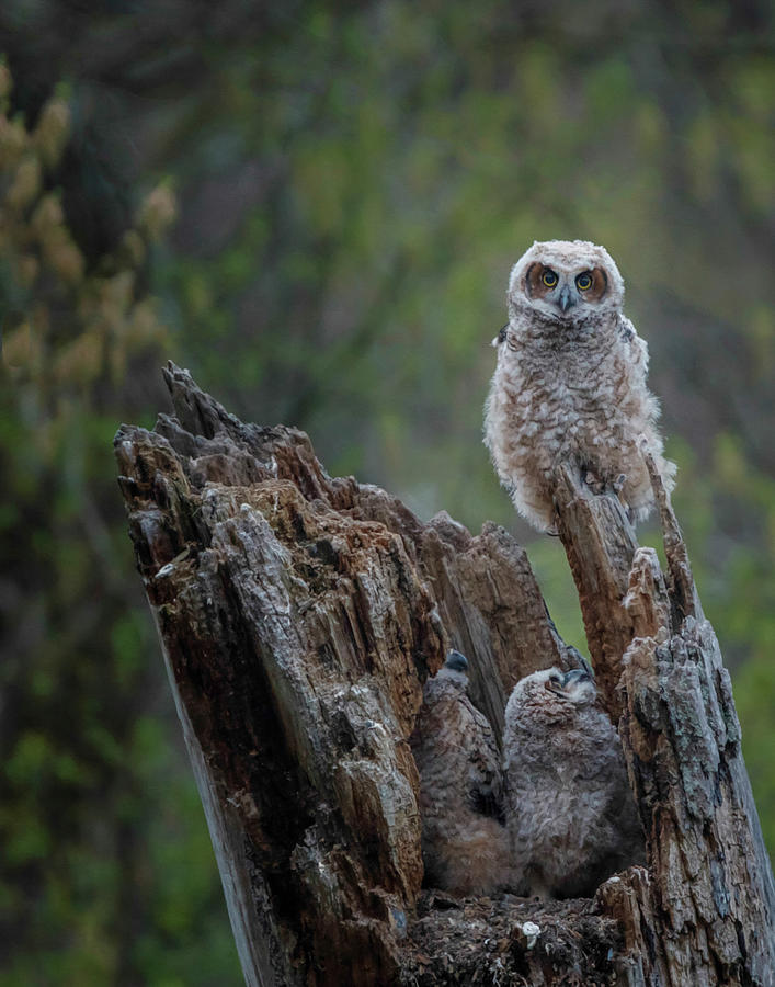 Great Horned Owlets Photograph by Galloimages Online