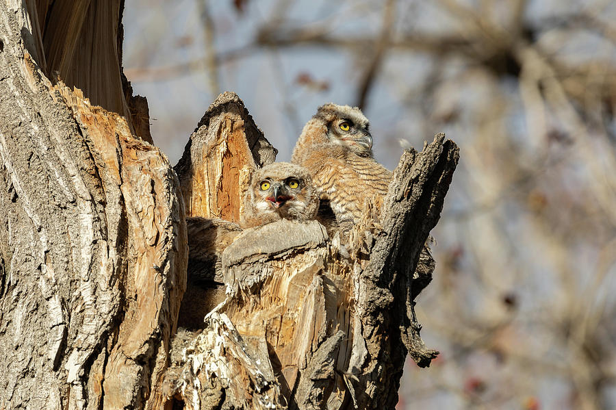 Great Horned Owlets In The Evening Sun Photograph by Tony Hake