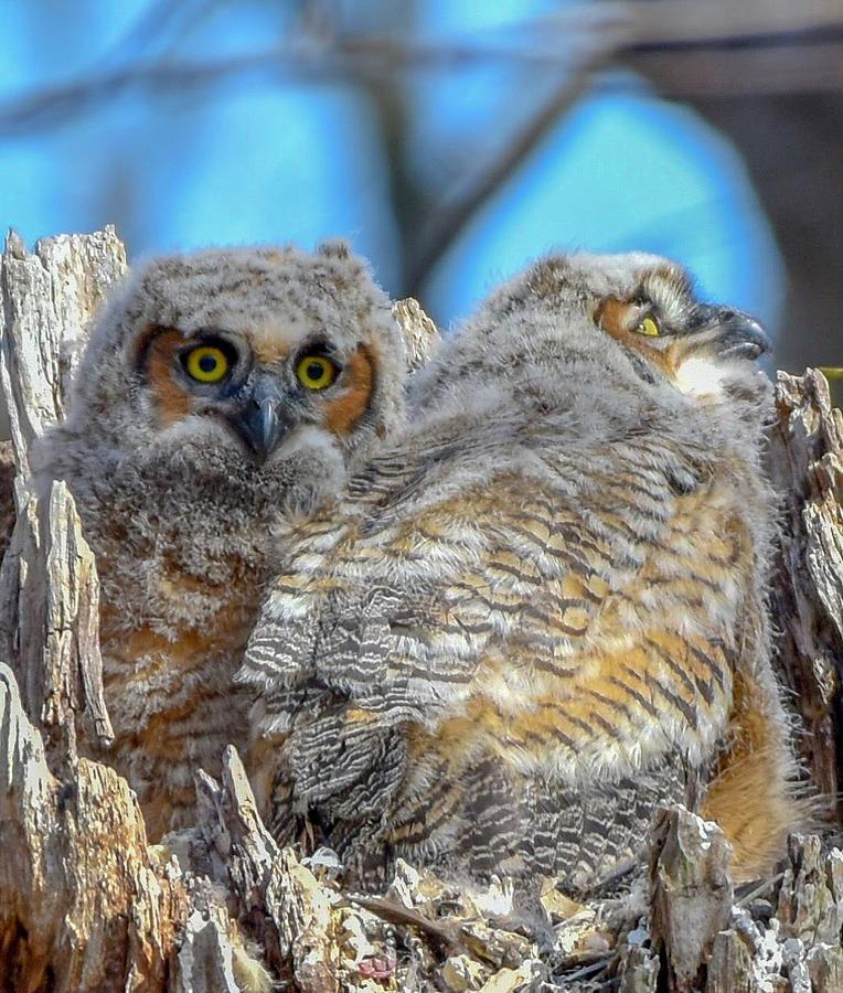 Great Horned Owlets Photograph By Rhonda Coe - Fine Art America