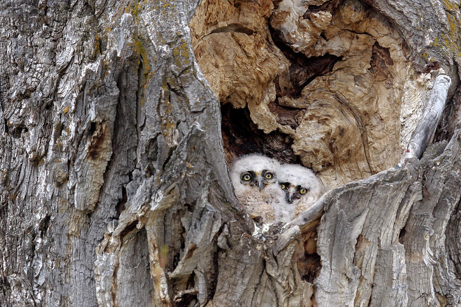 Great Horned Owlets Photograph by Ronnie And Frances Howard