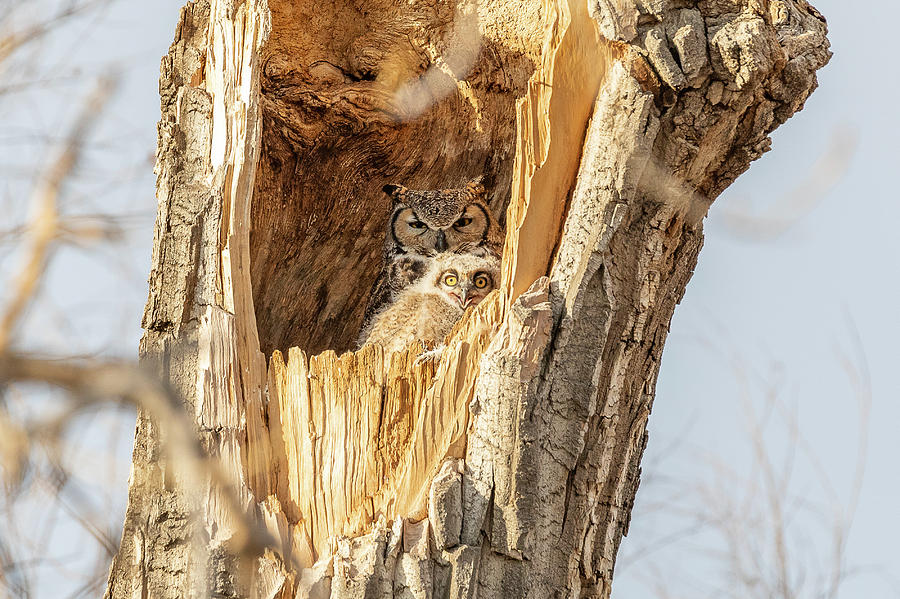 Great Horned Owlet Smiles Photograph by Tony Hake
