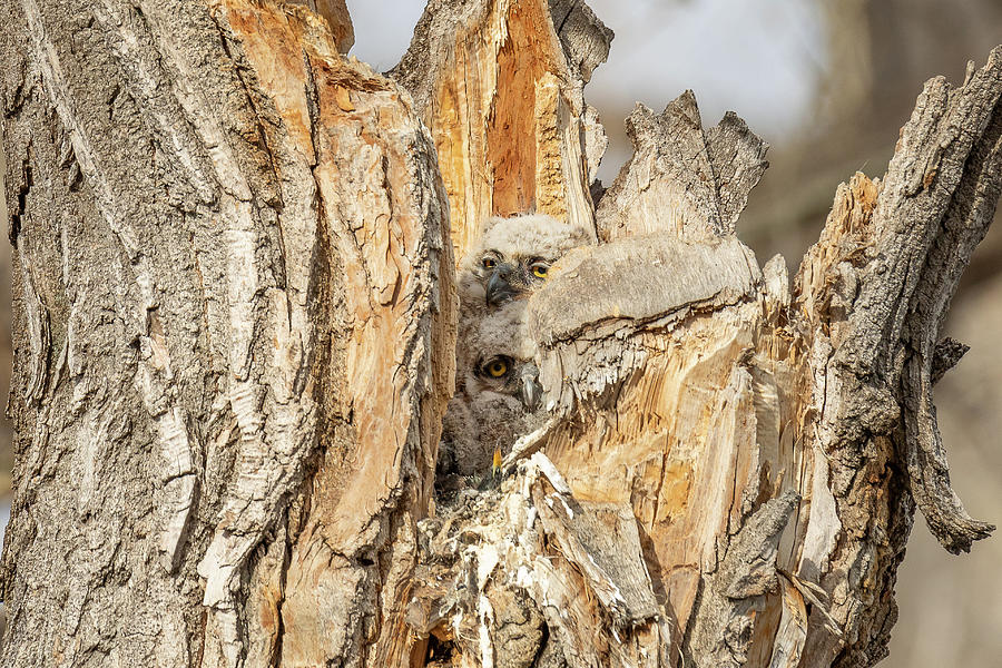 Great Horned Owlets Struggle for Room Photograph by Tony Hake