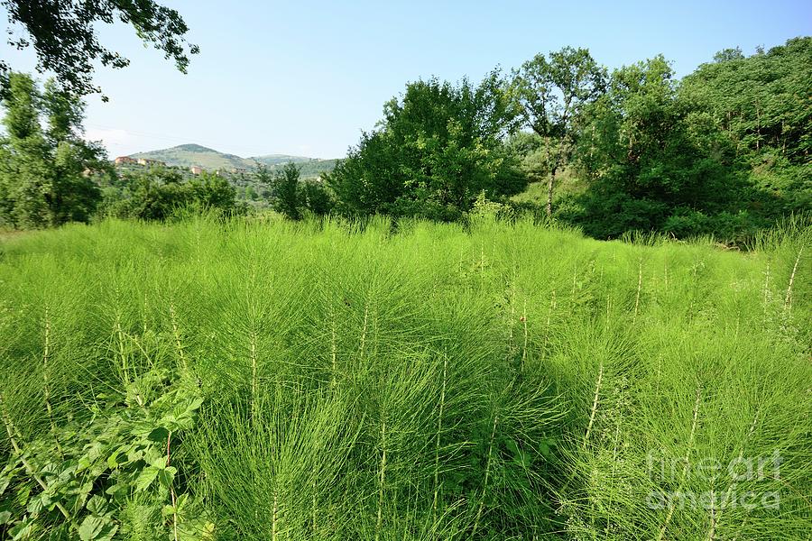 Great Horsetail Growing In Field by Bruno Petriglia/science Photo Library