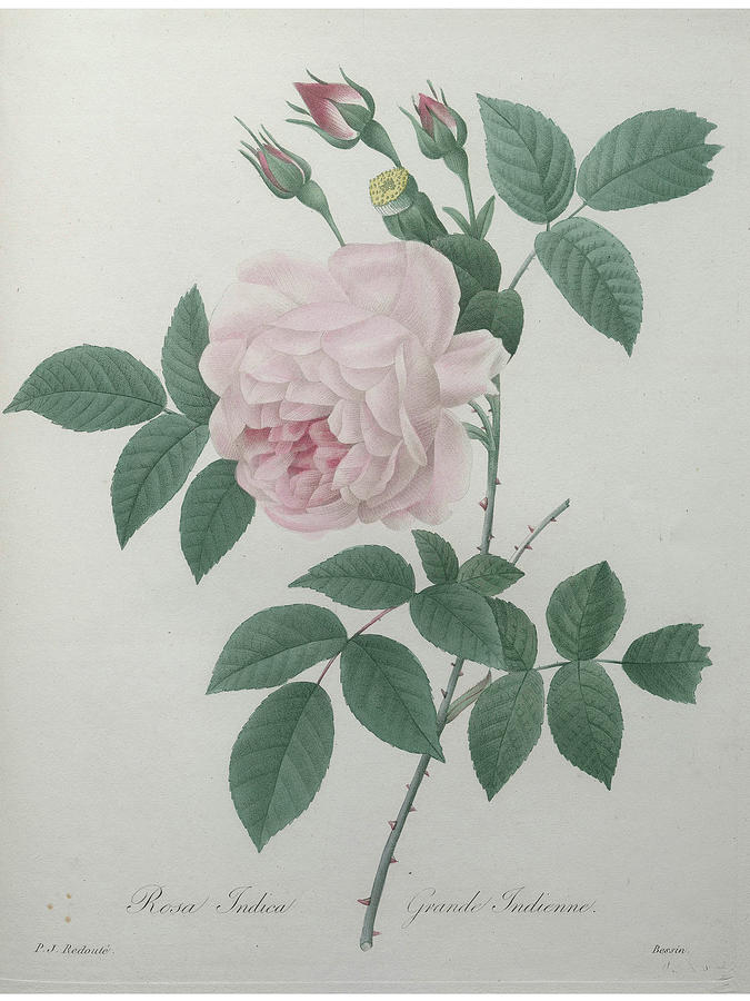 Great Indian Rose Painting by Pierre-Joseph  Redoute
